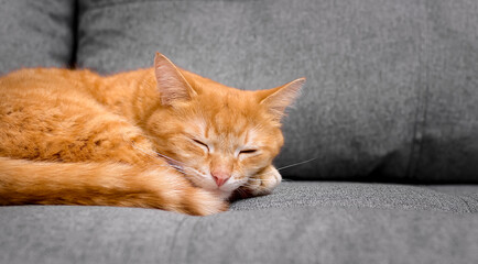 A red cat sleeps on a gray sofa.