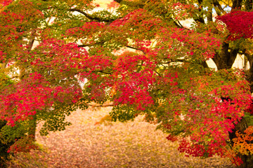 燃える紅葉