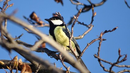 Naklejka premium spotted woodpecker