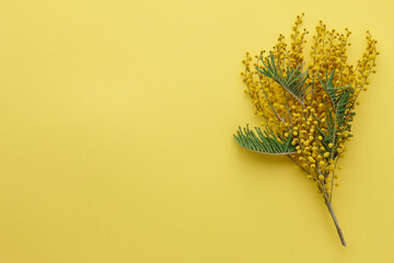 Mimosa flowers branch on yellow background. Symbol of spring.