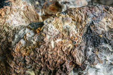 Rotten pumpkin with penicillin culture.Abstract organic background.