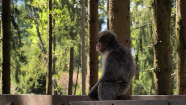 Bored japan macaque in peaceful western forrest
