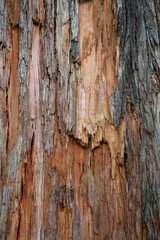 Old wood cracked texture, the trunk of the tree, natural wood background