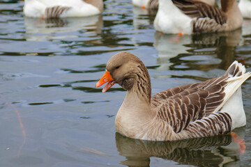 Beautiful geese swim in the lake