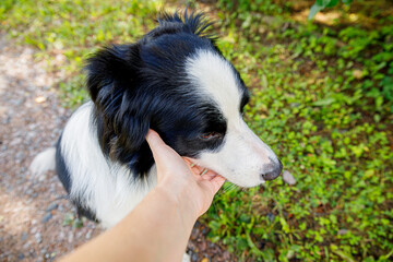 Woman hand stroking puppy dog border collie in summer garden or city park outdoor. Close up dog portrait. Owner playing with dog friend. Love for pets friendship support team concept.