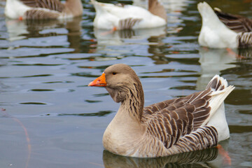 Beautiful geese swim in the lake