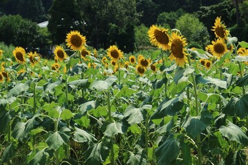 field of sunflowers