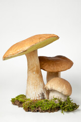 Group porcini on light  background. White edible wild mushrooms stands on a moss stand. Boletus edulis  or Mushroom of Cep isolated on white background close up. Illustration of a kind of mushroom.