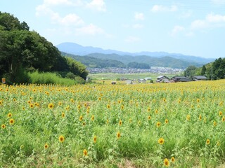 field of flowers