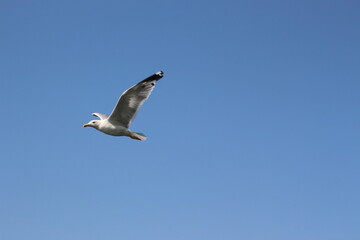 A seagull flying on the background of a blue sky.