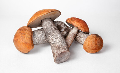 Group porcini on light  background. Red-capped scaber stalk mushroom (Leccinum) stands on a moss...