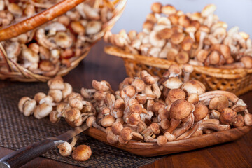 Basket with forest mushrooms honey agarics. Composition of raw mushrooms   on a wooden background
