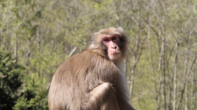Close shot of japan macaque monkey
