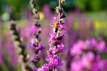 Close-up of Lythrum virgultosum flowers with a pollinating bee.