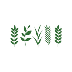 Green leaves isolated on white background, vector illustration.