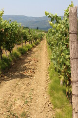 Fototapeta premium A sandy path in the vineyard feel with mountains in the background.