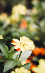 Close up yellow flower and blur nature background in vintage background