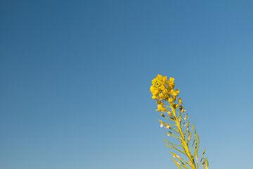 早春の吾妻山公園の菜の花
