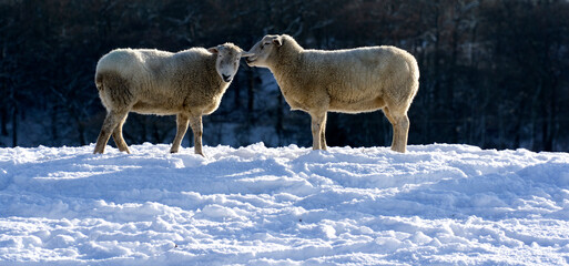 A sheep appearing to whisper to another sheep