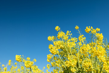 早春の吾妻山公園の菜の花