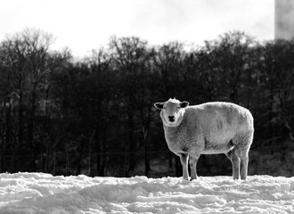 Solitary sheep in winter looking at the camera