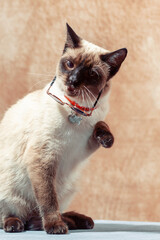 Funny Thai cat wearing special cat glasses for sun protection.