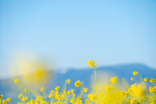 早春の吾妻山公園の菜の花 1月 © 正人 竹内
