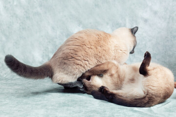 Two Cats of Thai breed play depict fight and fight.