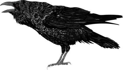 Realistic vector raven - Vector isolated
