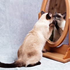 The cat looks at itself in a wooden-framed desk mirror.