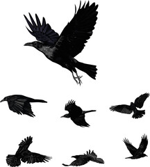 Realistic vector ravens set - Flying vector isolated