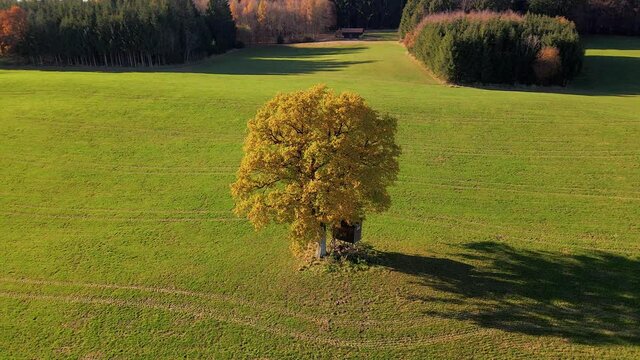 Einzelne Eiche auf einer Wiese im Herbst, Bayern, Deutschland