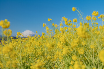 早春の吾妻山公園　富士山と菜の花