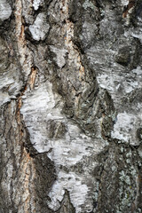 Common birch