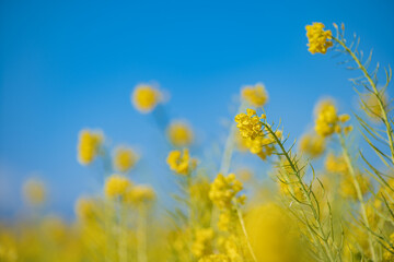早春の吾妻山公園の菜の花