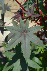 Castor oil plant