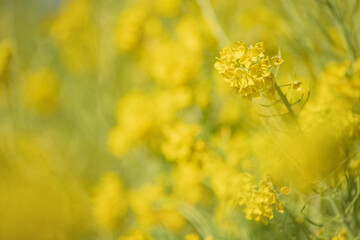 早春の吾妻山公園の菜の花