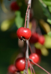 Crabapple Royal Beauty