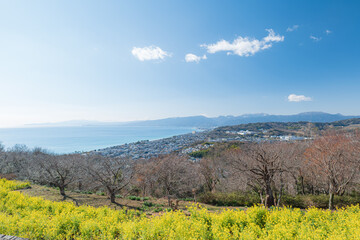 吾妻山公園の菜の花と相模湾の風景　1月