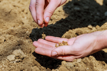 hand planting seed in the vegetable garden. agriculture concept