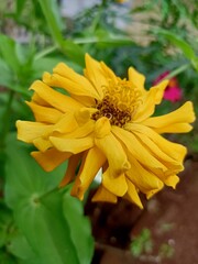 the power of nature with the charm of beautiful colors