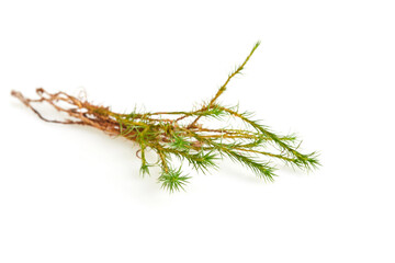 Haircap moss (gametophyte with sporophyte) isolated on a white background. Studio shot