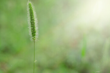 green spikelet in selective focus on a blurred background with particles