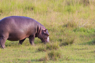 hippopotamus in the grass, on land, out of the water, grazing and feeding on grass in the wild (Hippopotamus amphibius)