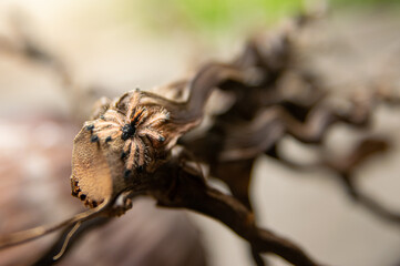 A baby tropical tarantula on a curved coconut tree branch