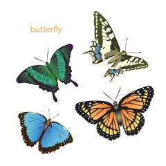 Different butterfly in vector graphics. Set of bright butterfly.
