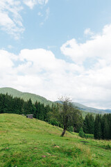 Fototapeta na wymiar Beautiful mountain landscape with pastures, fruit tree and wooden barn. Vertical. Background. Carpathians. Ukraine.