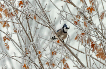 Bluejay on branch