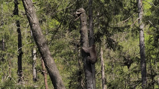 Japan macaque climbing down tree in western forrest