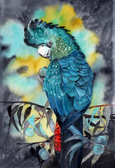 Watercolor illustration of a parrot - red tailed black cockatoo - sitting on olive branches with a berry in its claws on a black and green background © Мария Тарасова